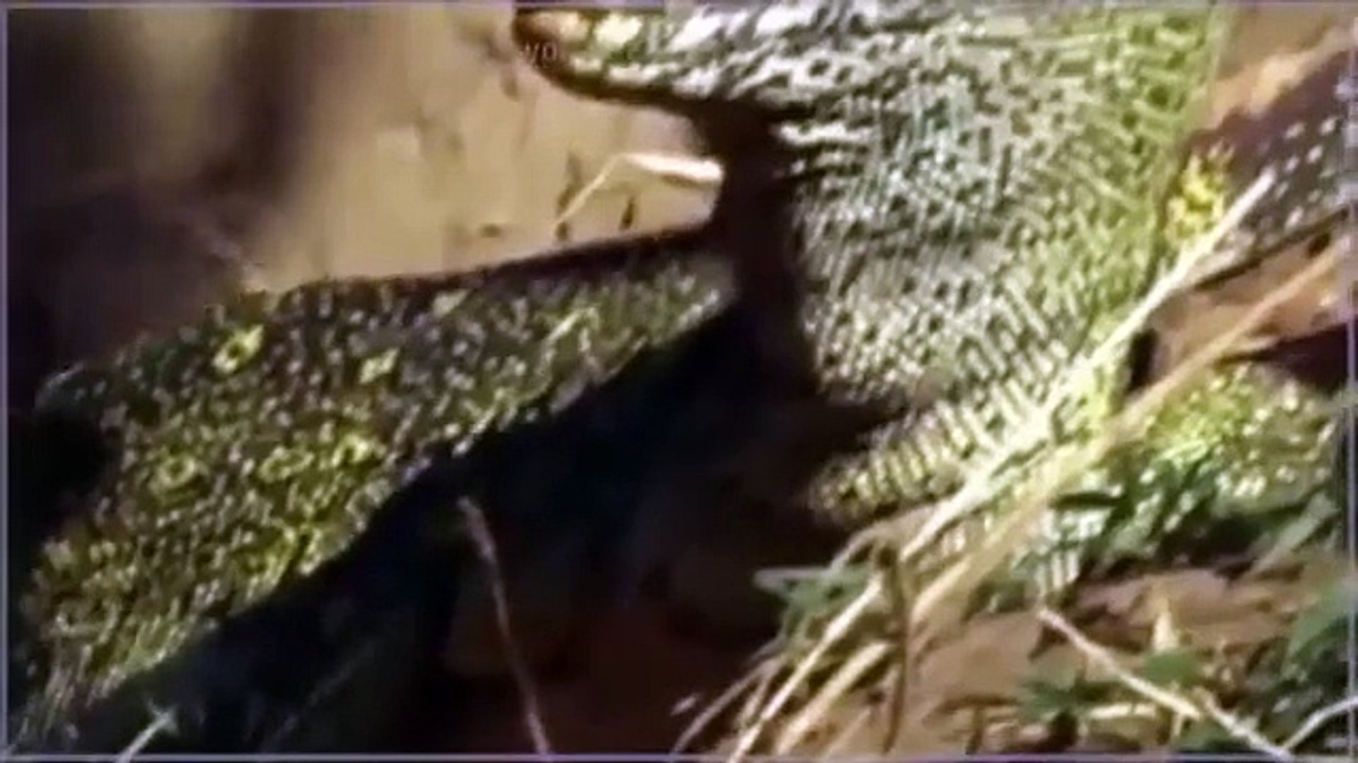 National Geographic Animal Documentary CROCODILE ARMY Full Crocodile Video