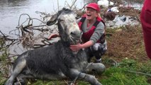 Smiling donkey is super happy after being rescued from flood