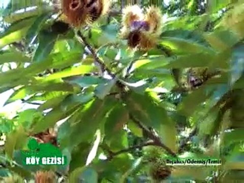 245 Ovacık Kestane Ödemiş