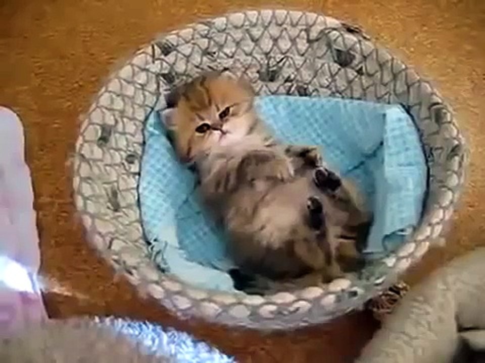 maksimkostinmr@mail.ru