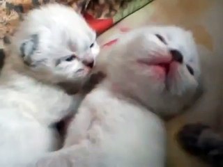 viktorr3c7gor@mail.ru