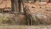 Afrique du Sud : un groupe d’éléphants sauve un éléphanteau