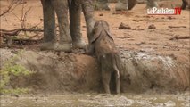 Afrique du Sud : un groupe d’éléphants sauve un éléphanteau