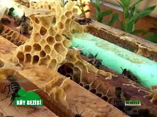 246 Manisa Arıcılık Fuarı