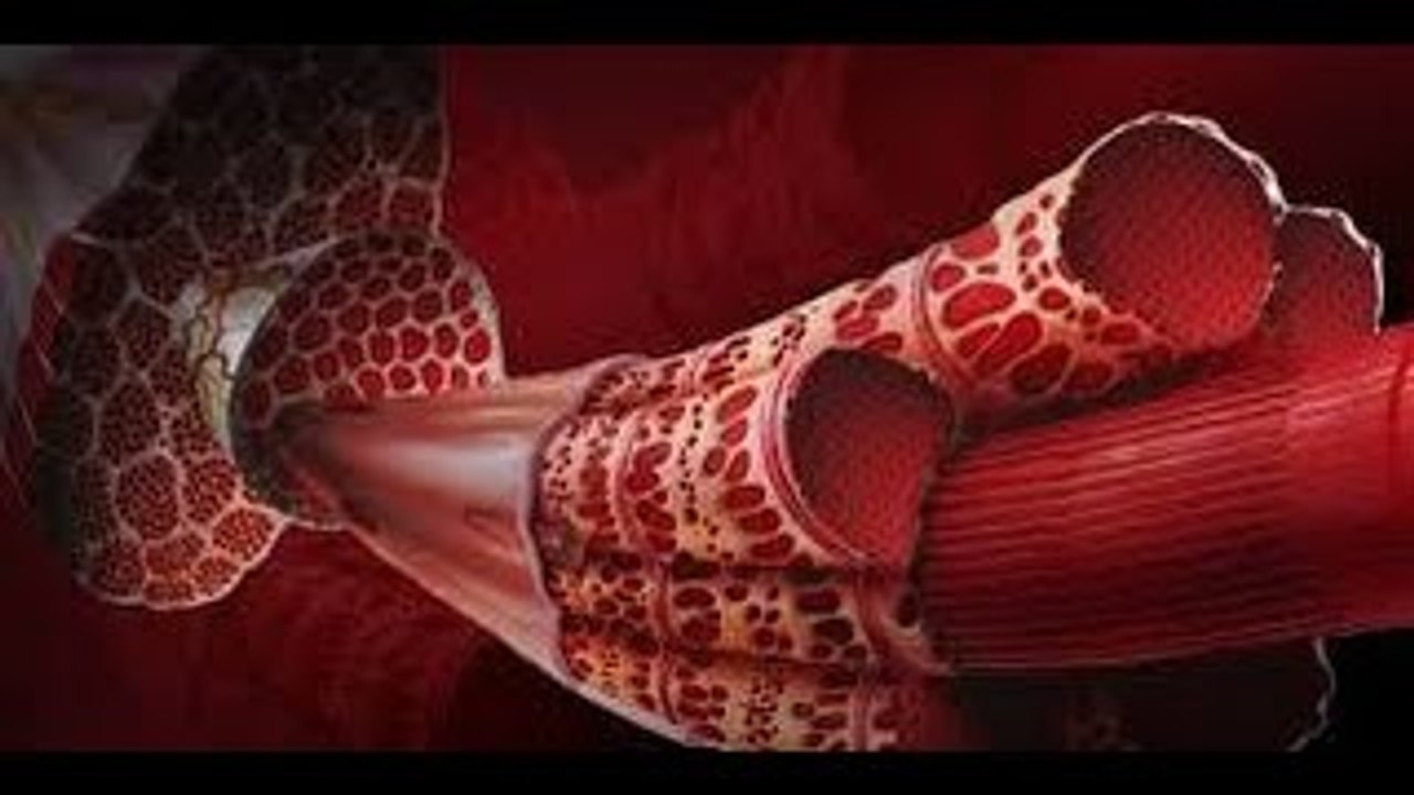 Anatomia Rara: Músculos (Dublado) - Documentário National Geographic