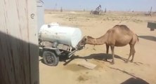 Un chameau ouvre un robinet pour boire