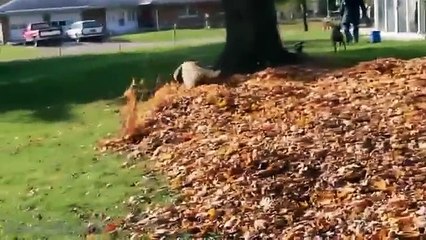 Funny Dogs Playing in Leaves Compilation 2013 [HD]