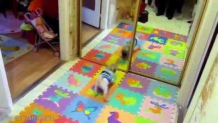 Funny Dogs - A Funny Dog Videos Compilation 2015