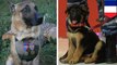 Russia donates puppy to France to replace police dog Diesel, killed during Saint Denis raid