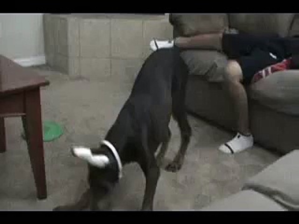 funny video