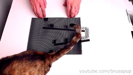 Fantastic Animated Optical Illusions! #6