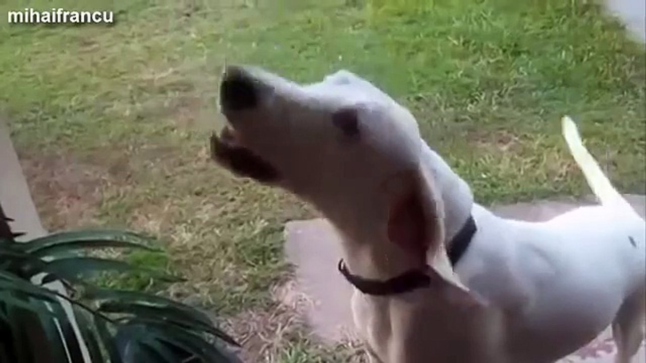 Funny Angry Dogs Barking And Growling Compilation 2015 Dog Growling Videos