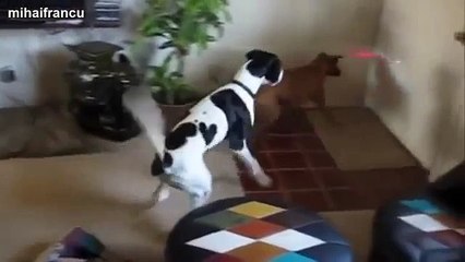 Funny Dogs Chasing Laser Pointers Compilation 2014 [NEW]