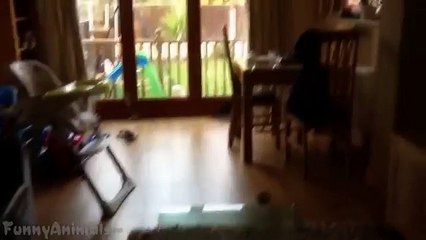 Funny Dogs Sliding on Wood Floors Compilation 2015 [HD] - Funny dogs video