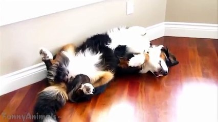 Funny Dogs Sleeping in Weird Positions Compilation 2013 [HD]