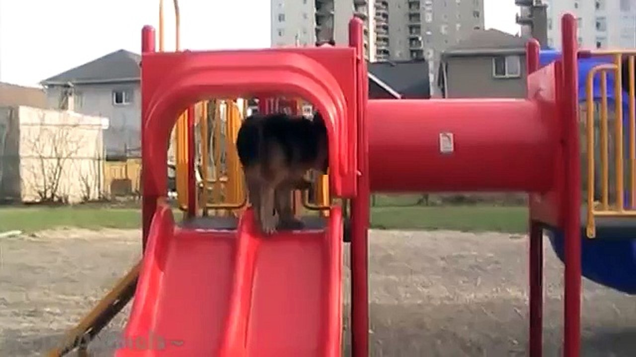 German Shepherds Are Awesome: Compilation