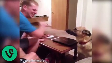 Funny German Shepherd Dogs Best Funny Vines Compilation 2015 HD