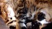 Mom Cat Coco Hugs 7 Cute Kittens