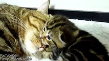 Mom Cat hugs her Kitten Rosy  Cute Kittens and Cats