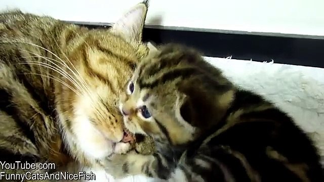 Mom Cat hugs her Kitten Rosy Cute Kittens and Cats