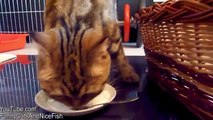Mom Cat teaches her  Cute Kitten to do the dishes ( Funny Kangaroo Cats )