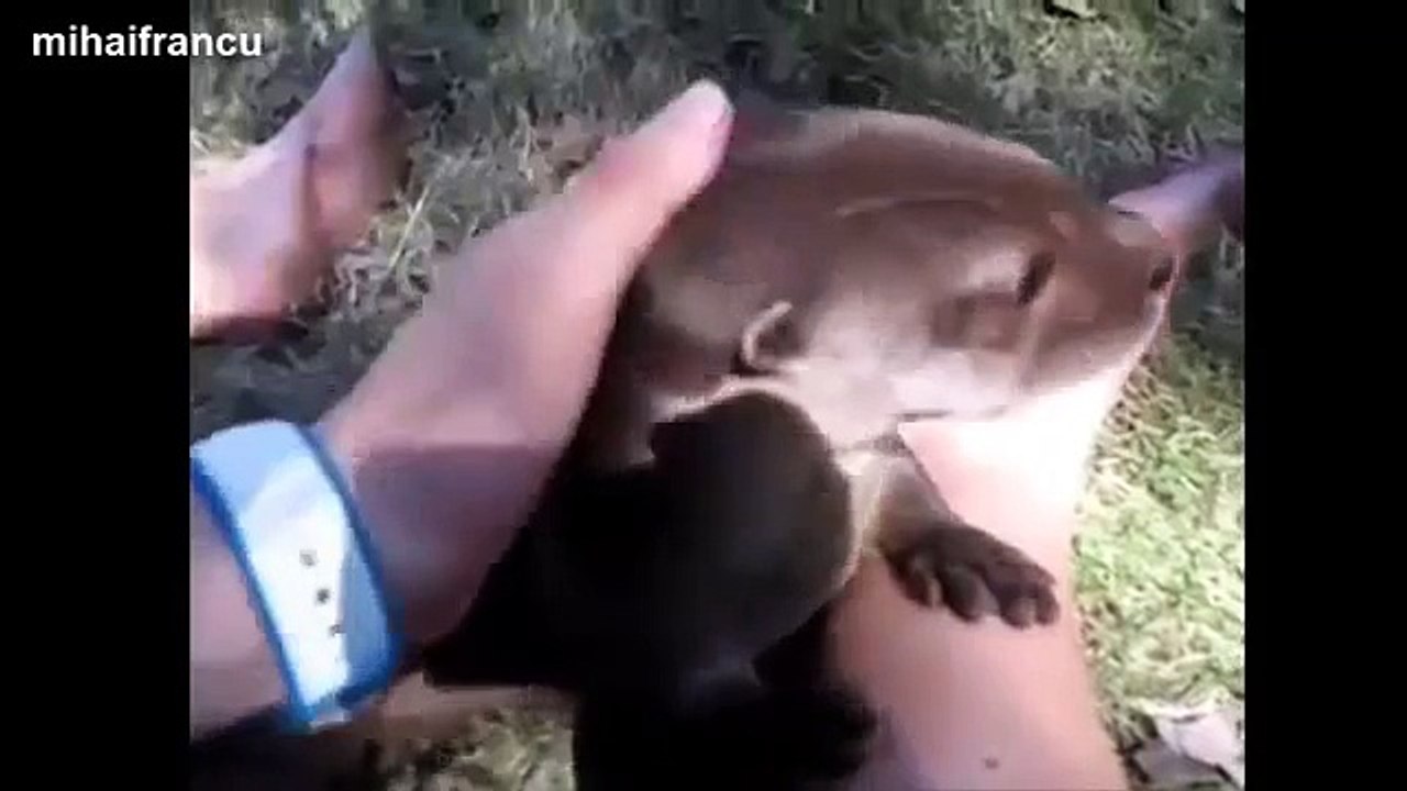 Funny Otter Videos Compilation 2014 [NEW] - Cute River And Sea Otters