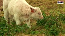 Belle-Ile en mer - Les Vaches Belliloises - TVBI Belle-Ile en mer 24/7