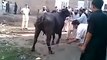 Cow Runs during Qurbani on bakra Eid