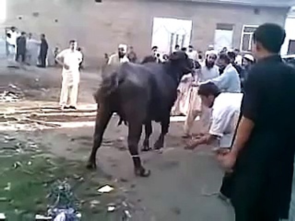Cow Runs during Qurbani on bakra Eid