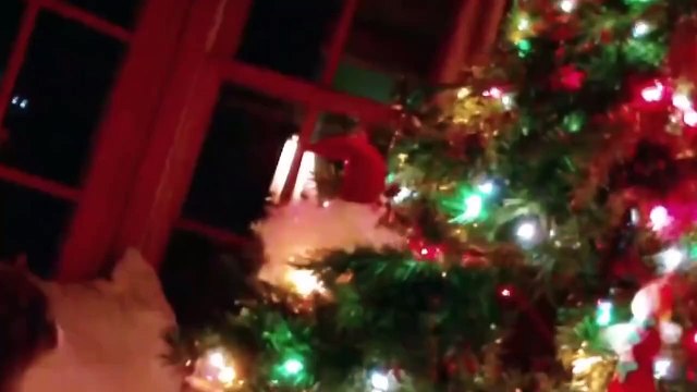 Des chats qui n'aime pas les fêtes de Noël