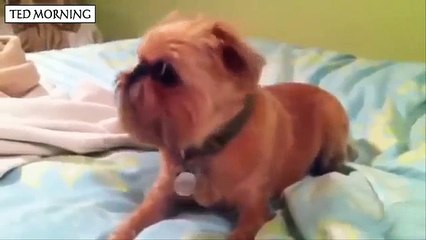 Most Funny Talking Dog Videos Compilation 2016