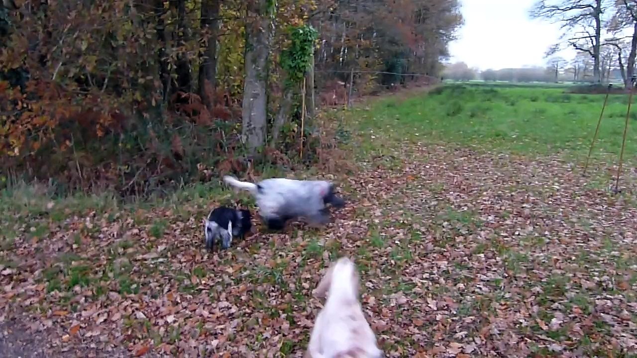 balade-toutous-061215-1