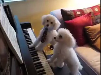 بہت فنی ویڈیو