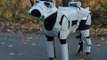 Star Paws! Doberman pinscher dresses as Galactic Stormtrooper in amazing foam and fibreglass outfit