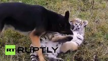 Tigres y perros pueden ser muy buenos amigos