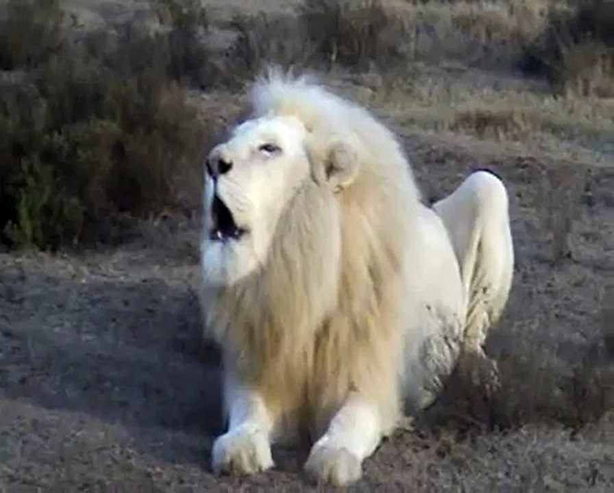 White Lion Roar