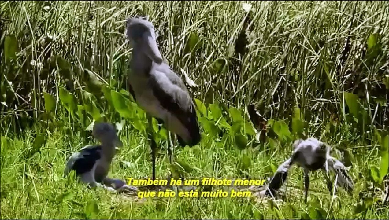 Africa Parte 2 de 2 - Legendado