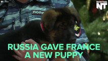 Russia Gave France A Puppy In Memory Of Diesel The Police Dog