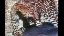 Animal fights with the strongest and incredible animals