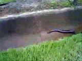 Dünyanın en zehirli yılanı ( WwW.Seslidunya.Com )