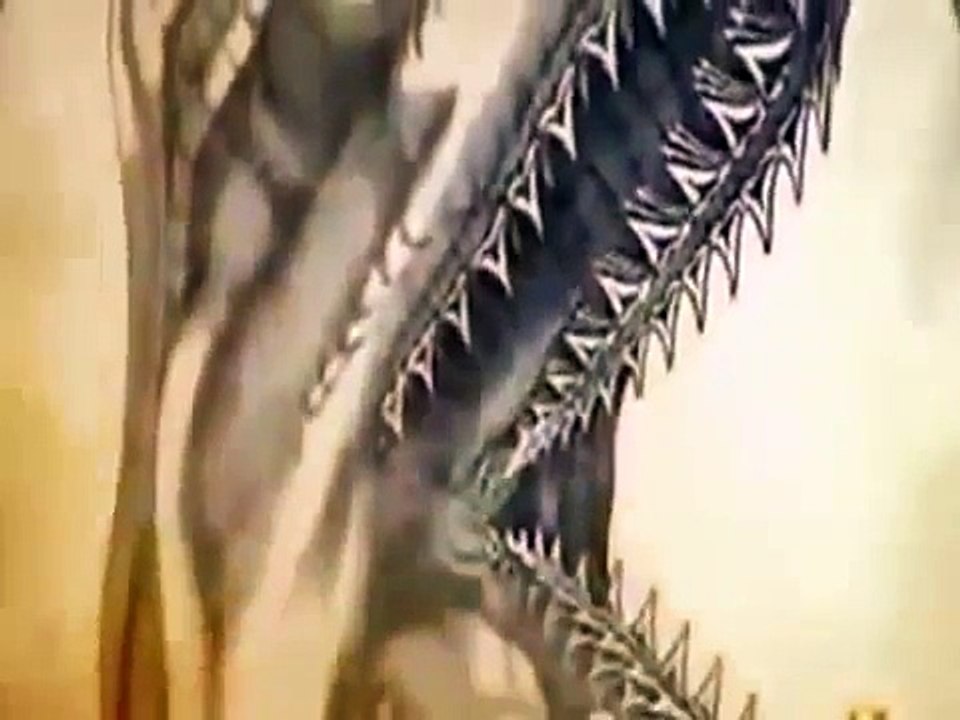 Great White Shark Attacks