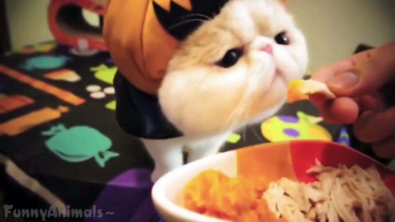Funny Videos Of Funny Animals NEW 2015 Funniest Videos