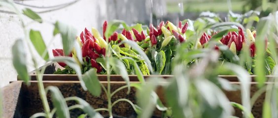 Changing the Game with the World’s Largest Cellulosic Ethanol Plant | DuPont