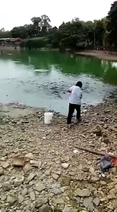 Une femme dépose de la nourriture au bord d'un lac, regardez la réaction des milliers de poissons ! Inimaginable !