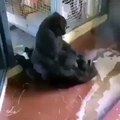 Gorilla HOt Sex Video