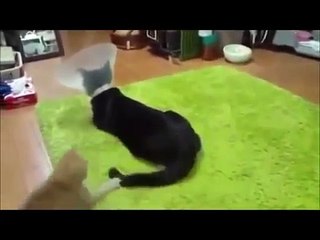 FUNNY VINE VIDEOS - NEW FUNNY VIDEOS OF ANIMAL VINES