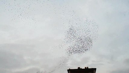 étourneaux sansonnets s'abattent dru comme grêle sur la ville de Rome à la nuit tombante