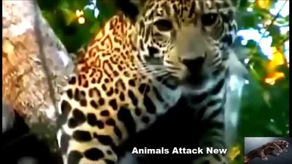 Leopard Vs Jaguar !- Animal Planet 2015 - National Geographic Animals HD