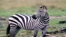 zebras fighting for his impressive life scenes ! Animal attack 2015 HD