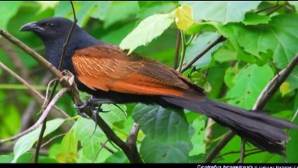 Bắc kim thang - Nhạc thiếu nhi vui nhộn